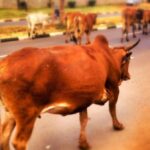 What happens after cattle die? (Photo by J King)