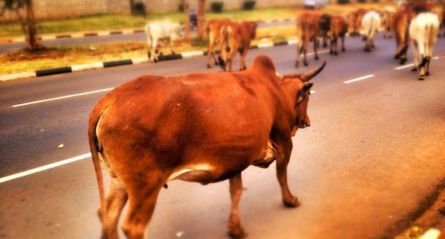 What happens after cattle die? (Photo by J King)