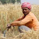 The slowdown in the farm sector is likely to be temporary. (Photo by Jeevan Singla)