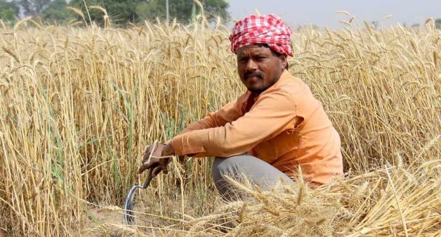 The slowdown in the farm sector is likely to be temporary. (Photo by Jeevan Singla)