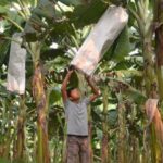 Debabrat Rabha in his banana plantation in Goalpara district. (Photo by Abdul Gani)