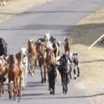Goat herds in Rajasthan. (Photo by AusAID)