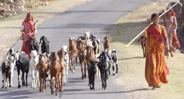Goat herds in Rajasthan. (Photo by AusAID)