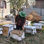 A Kashmiri beekeeper is seen attending to his beehives. (Photo by Athar Parvaiz)