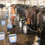 A few dairy producer companies have grown to respectable size in India. (Photo by Premshree Pillai)