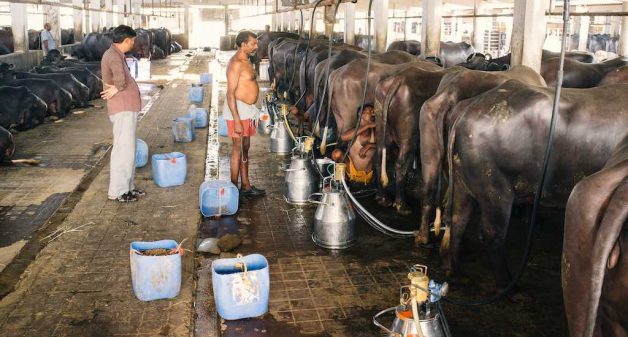 A few dairy producer companies have grown to respectable size in India. (Photo by Premshree Pillai)