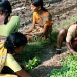 Practicing organic farming, farmers no longer have health issues. (Photo by G.V. Ramanjaneyalu)