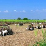 New farmer organizations need careful handholding. (Photo by Bishnu Sarangi)