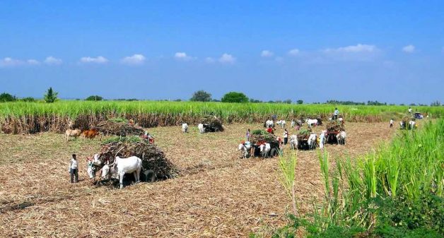 New farmer organizations need careful handholding. (Photo by Bishnu Sarangi)