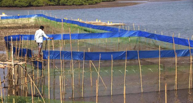 Mangrove crab farming has emerged as a lucrative option for Sindhudurg fishing communities. (Photo by Prashanth Vishwanathan/UNDP India)