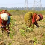 Women harvesting small millets from a farm that was earlier infested with lantana. (Photo by Manu Moudgil)