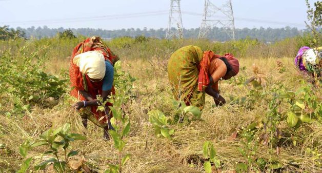 Women harvesting small millets from a farm that was earlier infested with lantana. (Photo by Manu Moudgil)