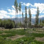 Growing fruits and vegetables is a challenge in Ladakh as the farming season is restricted to just four months. (Photo by Sharada Balasubramanian)