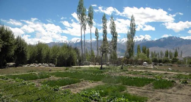 Growing fruits and vegetables is a challenge in Ladakh as the farming season is restricted to just four months. (Photo by Sharada Balasubramanian)