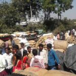 Government procurement of tur dal leaves much to be desired. (Photo by ALC India)