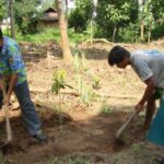 Naga tribes in Jalukie Valley have shifted from jhum cultivation to wadi plantations of pineapple, mango, etc. (Photo by Rongmei Baptist Association)