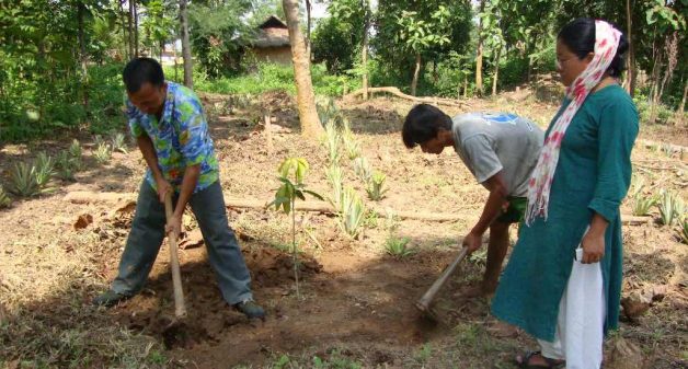 Naga tribes in Jalukie Valley have shifted from jhum cultivation to wadi plantations of pineapple, mango, etc. (Photo by Rongmei Baptist Association)