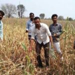 Winter crops in over 300,000 hectares in Maharashtra have been destroyed due to hailstorms and thunderstorms in February. (Photo by Manoj Shembde)