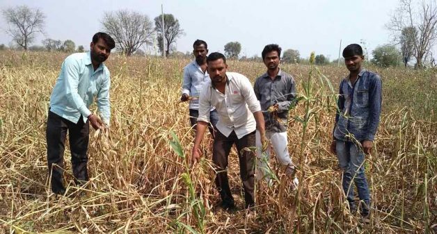 Winter crops in over 300,000 hectares in Maharashtra have been destroyed due to hailstorms and thunderstorms in February. (Photo by Manoj Shembde)
