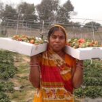 A woman farmer with the strawberries she picked in a farm in Chilhaki Bigha village. (Photo by Mohd Imran Khan)