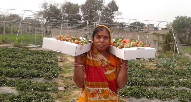 A woman farmer with the strawberries she picked in a farm in Chilhaki Bigha village. (Photo by Mohd Imran Khan)