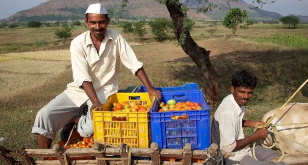 Farmers near Nashik in Maharashtra on their way to the market with their tomato harvest. (Photo by Michael Foley)