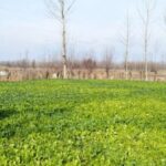 Farmers working in a vegetable farm in Ompora in Budgam ensure availability of fresh produce across the state in winter. (Photo by Athar Parvaiz)