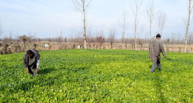 Farmers working in a vegetable farm in Ompora in Budgam ensure availability of fresh produce across the state in winter. (Photo by Athar Parvaiz)