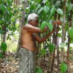 Betel leaf farmer Krishnan of Tirur continues to cultivate it in spite of falling exports. (Photo by K. Rajendran)