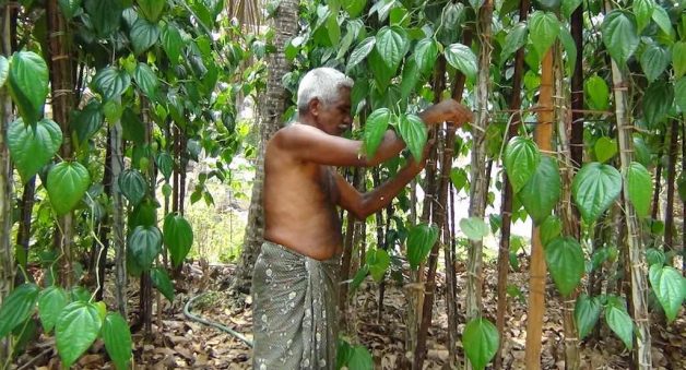 Betel leaf farmer Krishnan of Tirur continues to cultivate it in spite of falling exports. (Photo by K. Rajendran)