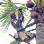Palm climber Shanmugam slices the tip of the palm's inflorescence to tap palm nectar (Photo by Balasubramaniam N.)