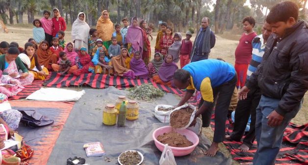 To enhance yield through root intensification, PRAN has introduced sustainable agricultural practices that farmers can implement easily. (Photo by PRAN)