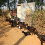Tribal women in Birbhum have found an alternative source of earning by rearing goats. (Photo by Tagore Society for Rural Development)