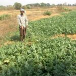 Cultivating watermelon has stemmed migration from the drought-prone western districts of Odisha. (Photo by Rakhi Ghosh)