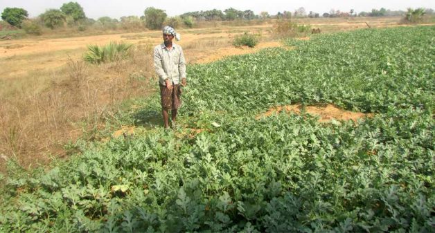 Cultivating watermelon has stemmed migration from the drought-prone western districts of Odisha. (Photo by Rakhi Ghosh)