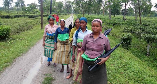 Workers of the closed Nirpania tea garden are earning a pittance from their hard labor (Photo by Gurvinder Singh)