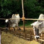 Umblachery, a native cattle breed reared by organic farmer Sethuraman, is ideal as a draught animal for the marshy rice fields of the Cauvery delta (Photo by Jency Samuel)