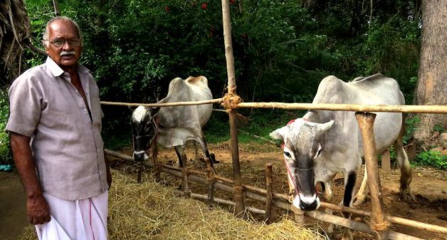 Umblachery, a native cattle breed reared by organic farmer Sethuraman, is ideal as a draught animal for the marshy rice fields of the Cauvery delta (Photo by Jency Samuel)