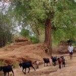 Munda tribes have transitioned from a self-sufficient community to a group seeking new opportunities. (Photo by Tripta Sharma)