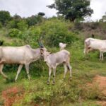 Native cows reared in 26 Karnataka villages have brought economic benefits to farmers and health benefits to consumers (Photo by Sudha Narasimhachar)