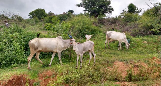 Native cows reared in 26 Karnataka villages have brought economic benefits to farmers and health benefits to consumers (Photo by Sudha Narasimhachar)