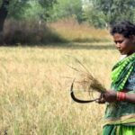Since most women in rural Odisha do not have titles over land, they are provided no compensation by the government against crop loss (Photo by Basudev Mahapatra)