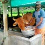 Gnanasekaran finds mesquite pod powder a good cost effective cattle feed that also helps increase milk yield (Photo courtesy Gnanasekaran)