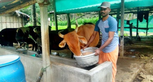 Gnanasekaran finds mesquite pod powder a good cost effective cattle feed that also helps increase milk yield (Photo courtesy Gnanasekaran)