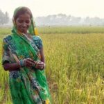 Sohabati Devi looks at her BINA rice crop that recovered from a devastating flood and is ready for harvest (Photo by IRRI India)