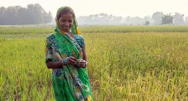 Sohabati Devi looks at her BINA rice crop that recovered from a devastating flood and is ready for harvest (Photo by IRRI India)