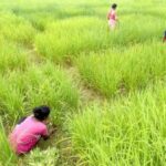 Farmers in Bankura district of West Bengal grow traditional varieties of rice, including aromatic rice, organically, to conserve and propagate them (Photo by ARSWS)