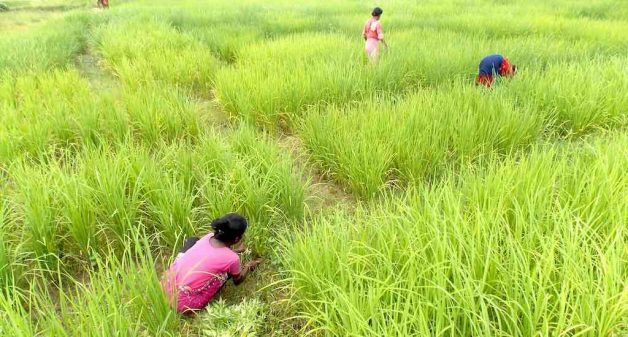 Farmers in Bankura district of West Bengal grow traditional varieties of rice, including aromatic rice, organically, to conserve and propagate them (Photo by ARSWS)