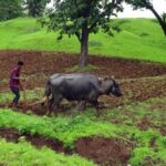 Ending India’s farm crisis needs a complete change in mindset (Photo by Bishnu Sarangi)