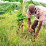 A food forest in the development phase, where farmer Thangavelu has been able to harvest a better yield from ground crops (Photo by Balasubramaniam N.)